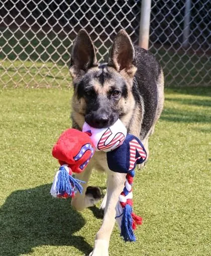 A young large-sized female Mixed Breed dog named Thea for adoption in Athens, GA
