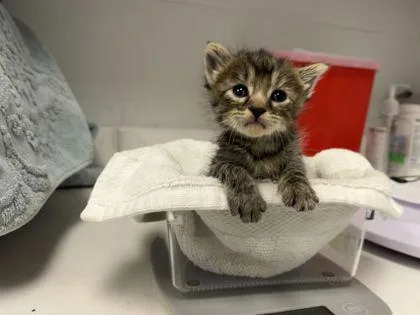 A baby small-sized female Brown / Chocolate Domestic Short Hair cat named Broomstick for adoption in Kansas City, MO