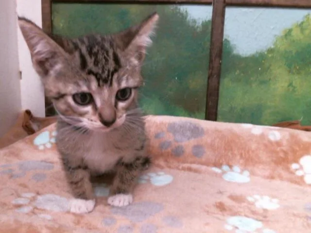 A baby small-sized female Domestic Short Hair cat named Orlander for adoption in Houston, TX