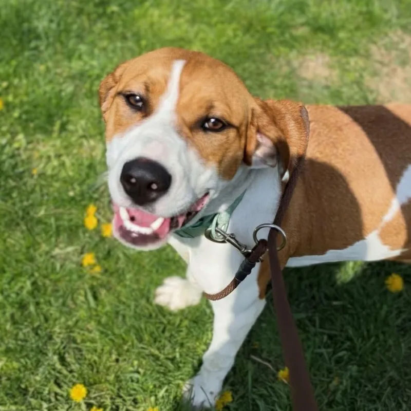 A young medium-sized female White / Cream Basset Hound dog named Avery for adoption in Marysville, OH