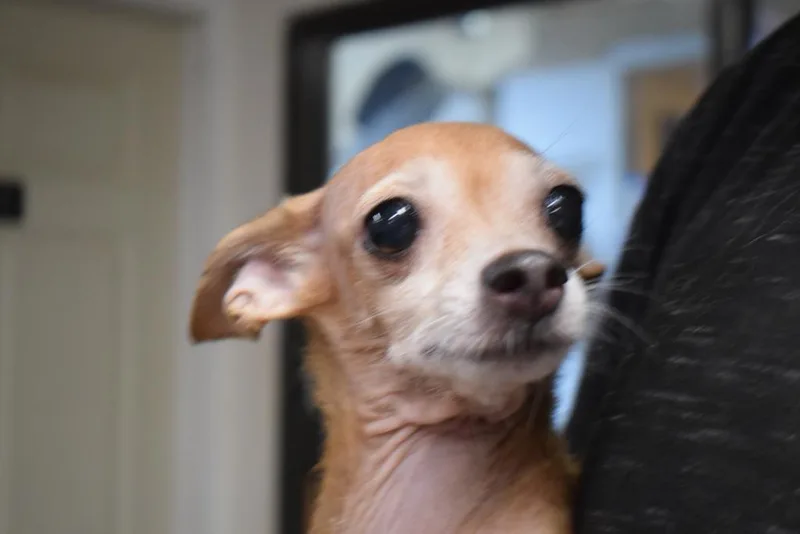 A young small-sized female Chihuahua dog named Ramona for adoption in Pahrump, NV