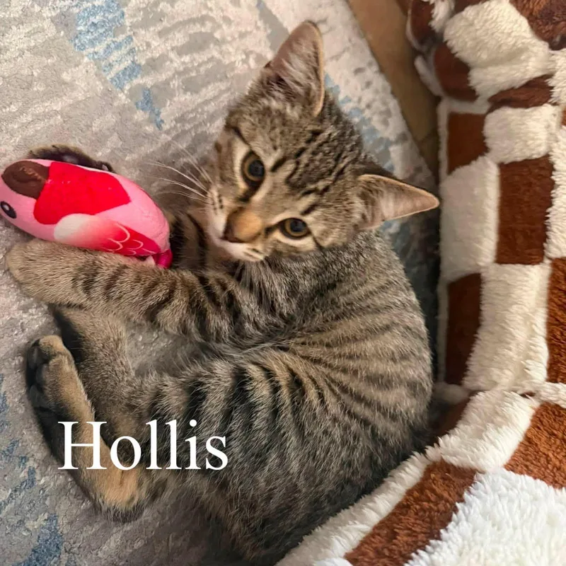 A baby medium-sized female Tabby (Brown / Chocolate) Domestic Short Hair cat named Hollis for adoption in Queen Creek, AZ