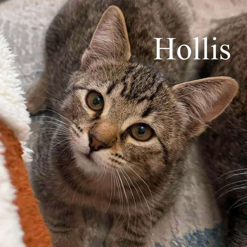 Hollis thumbnail 2