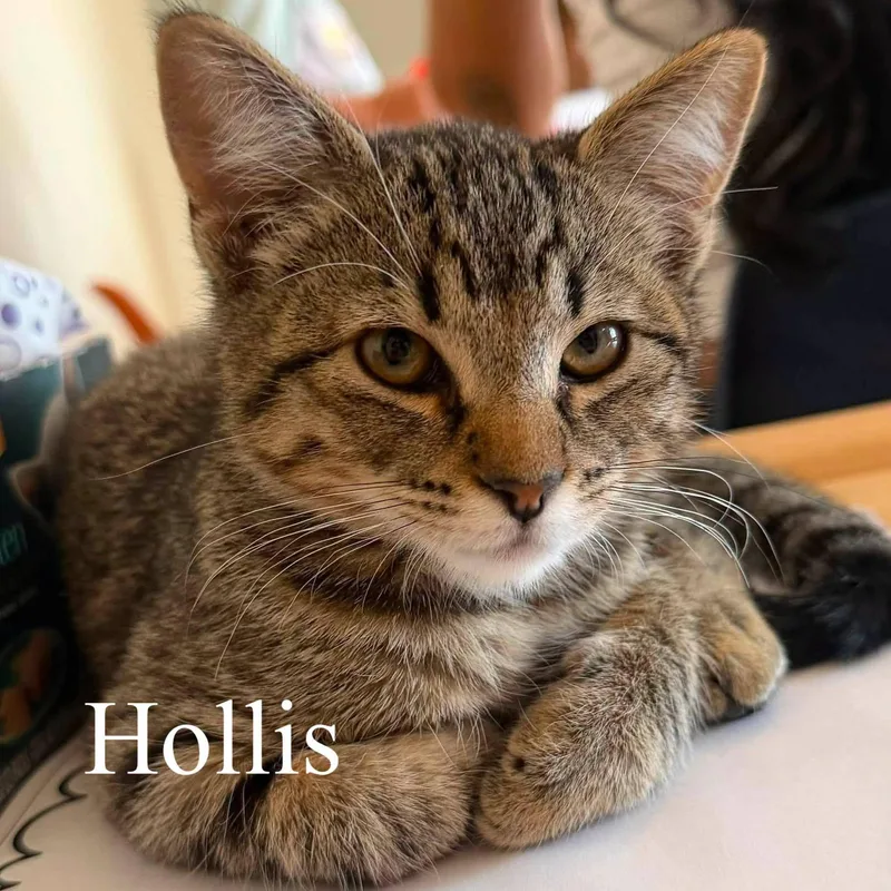 Hollis thumbnail 3
