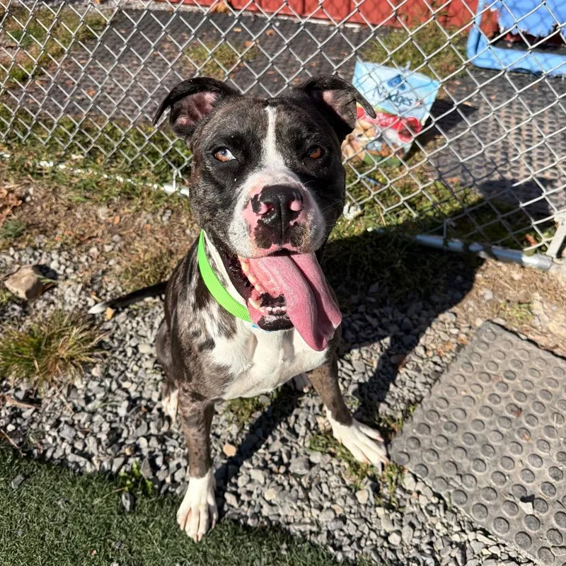 A young large-sized female Black Boxer dog named Sugar Pie for adoption in Fairmont, WV