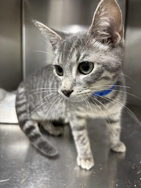 A young small-sized male Domestic Short Hair cat named Bobbie for adoption in Upper Marlboro, MD