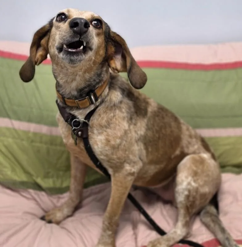 A young medium-sized female Coonhound dog named June Bug for adoption in Roanoke, VA