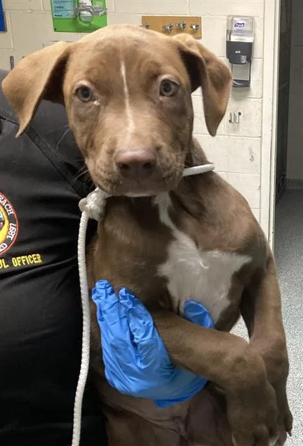 A baby small-sized female Labrador Retriever dog named A for adoption in Long Beach, CA