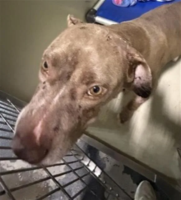 A young medium-sized female Brown / Chocolate Pit Bull Terrier dog named Juno  URGENT for adoption in Thousand Oaks, CA