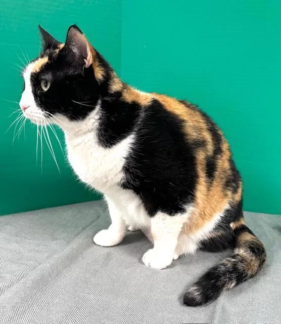 A young large-sized female Calico Domestic Short Hair cat named Dana for adoption in Hawk Point, MO