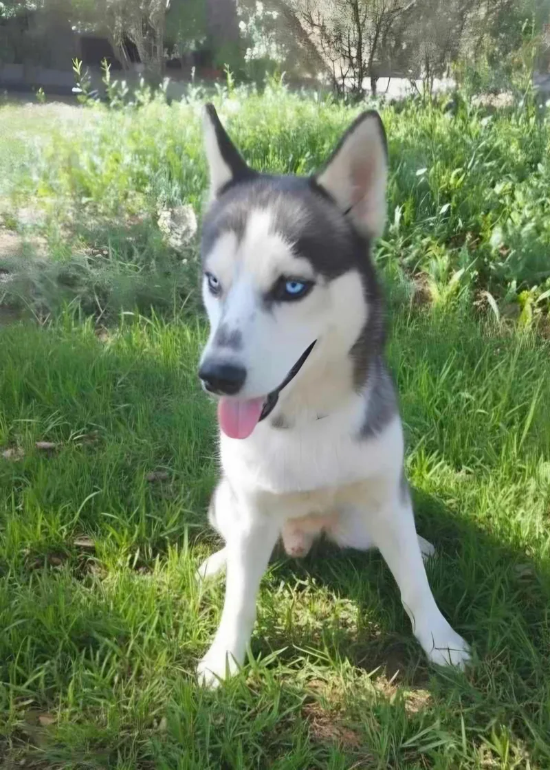 An adult medium-sized male Tricolor (Brown, Black, & White) Siberian Husky dog named Yukon for adoption in Gregory, TX