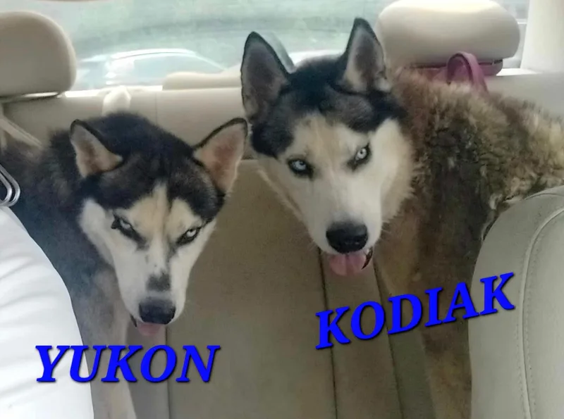 Yukon thumbnail 3