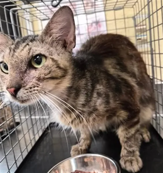 A young medium-sized female Domestic Short Hair cat named Uma for adoption in Fort Myers, FL
