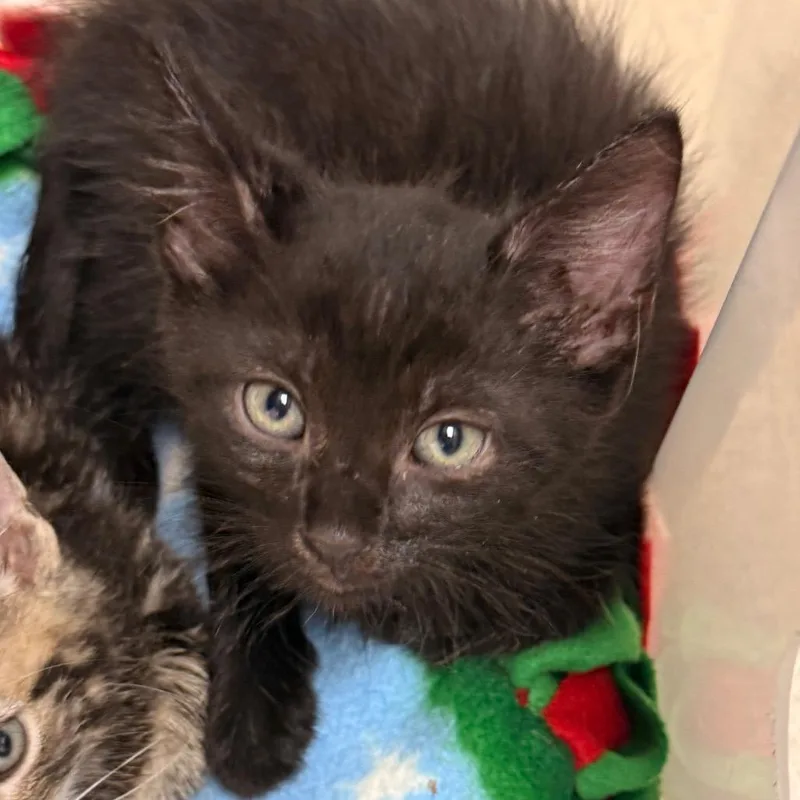 A baby small-sized male Black Domestic Short Hair cat named Axolotl for adoption in Evansville, IN