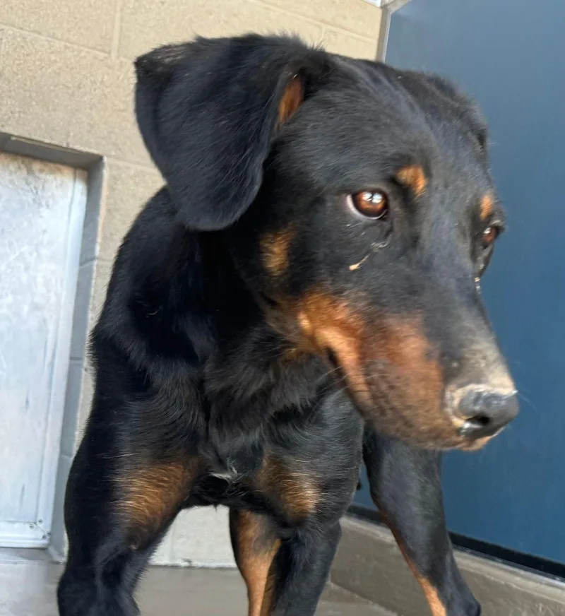 An adult medium-sized female Black Doberman Pinscher dog named Carlie for adoption in Kingman, AZ