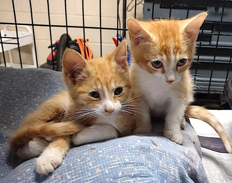 A baby medium-sized male Orange & White Domestic Short Hair cat named Jag for adoption in Albemarle, NC