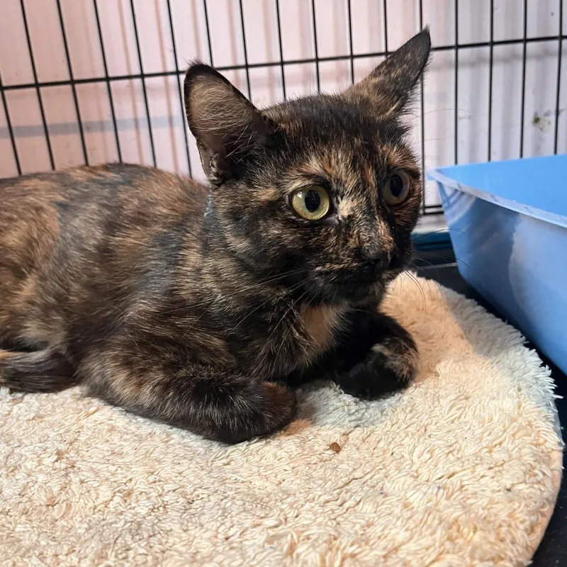 An adult medium-sized female Tortoiseshell Domestic Short Hair cat named Dolly Parton for adoption in Salisbury, MA
