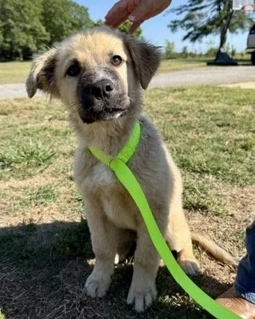 A baby large-sized male German Shepherd Dog dog named Rubble for adoption in Malvern, PA