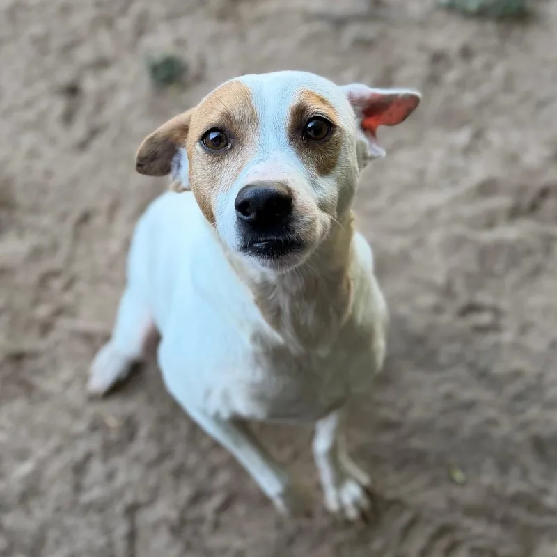 An adult medium-sized male Yellow / Tan / Blond / Fawn Mixed Breed dog named Toby for adoption in Summerdale, AL