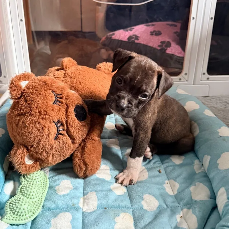 A baby medium-sized male Brindle Pit Bull Terrier dog named Sweet for adoption in Saint John, IN