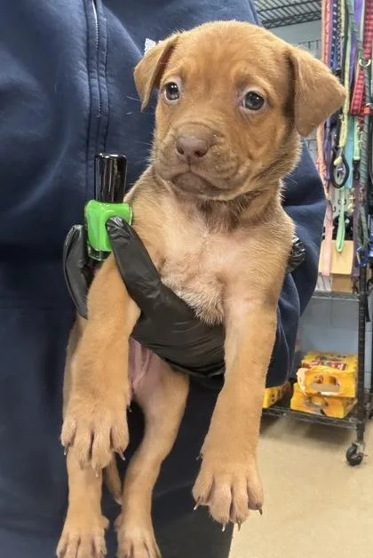 A baby small-sized female Mixed Breed dog named Grassbike for adoption in Chamblee, GA