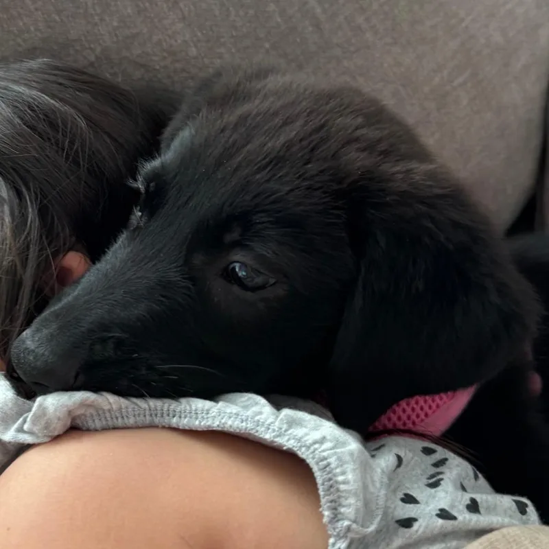 A baby medium-sized female Labrador Retriever dog named Scarlett Rose for adoption in Raleigh, NC