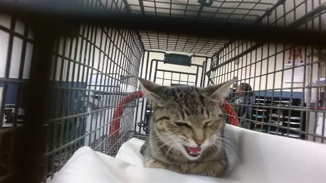 A young small-sized female Domestic Short Hair cat named Oreo for adoption in Miami, FL
