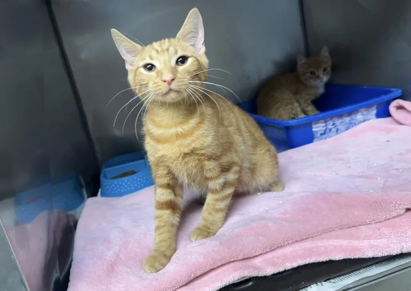 A young small-sized male Tabby (Orange / Red) Domestic Short Hair cat named Buzz for adoption in Media, PA