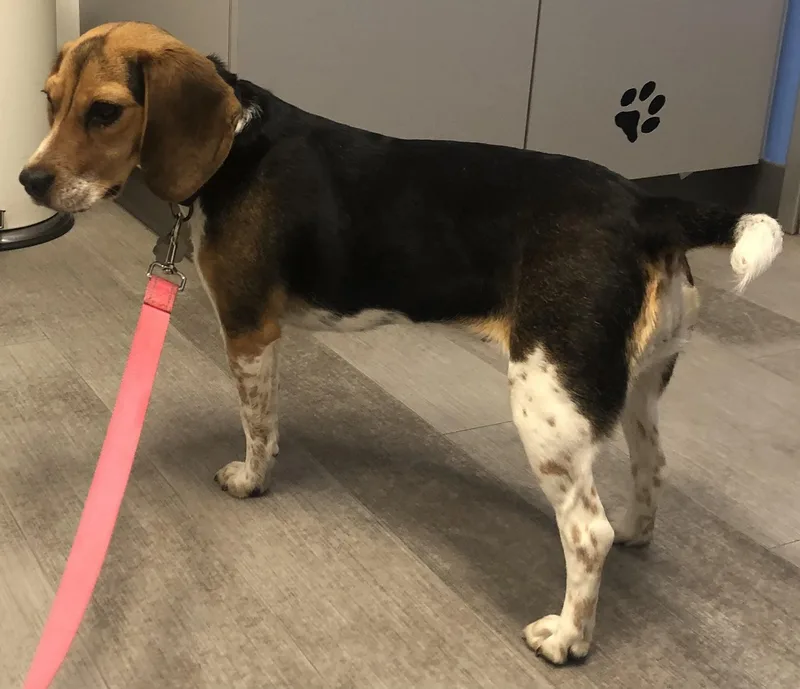 A young small-sized female Tricolor (Brown, Black, & White) Beagle dog named Bambi for adoption in San Ysidro, CA