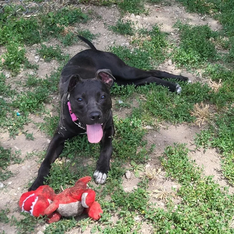 A young medium-sized male Black Pit Bull Terrier dog named Gene for adoption in Springfield, IL