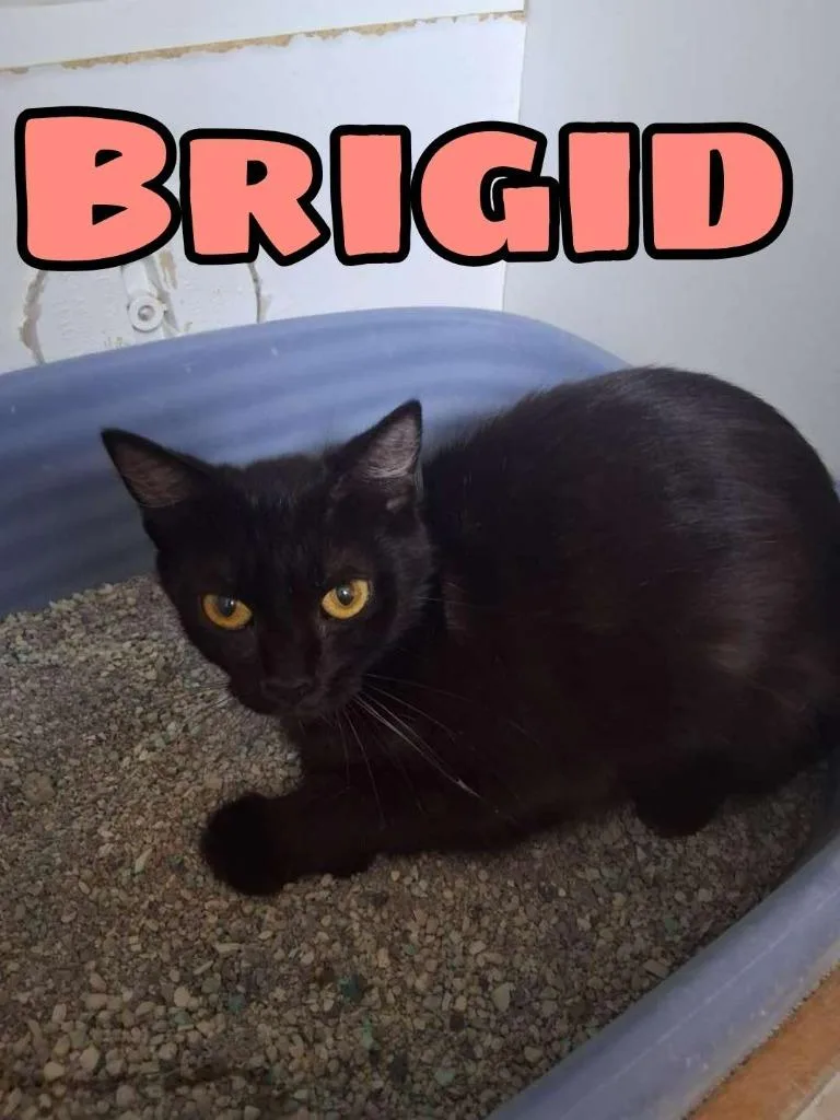 A young small-sized female Domestic Short Hair cat named Brigid for adoption in Hillsboro, OH
