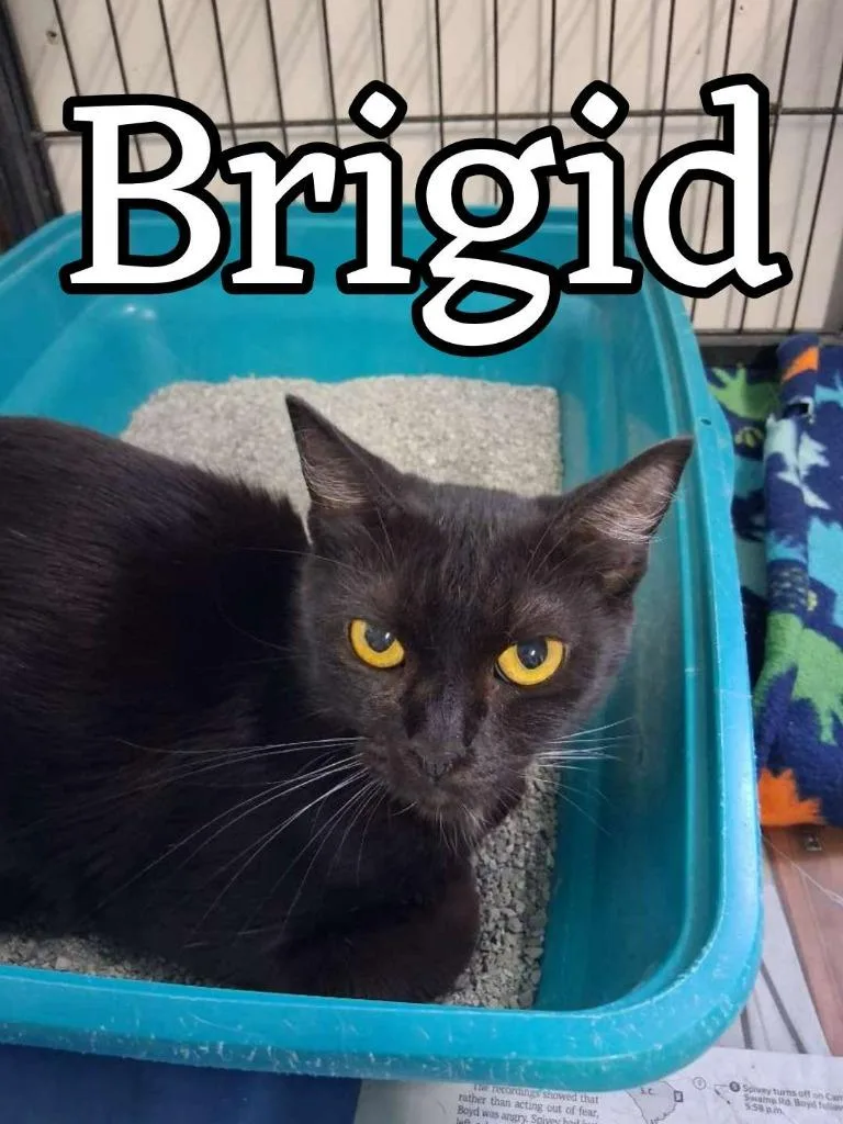 Brigid thumbnail 2
