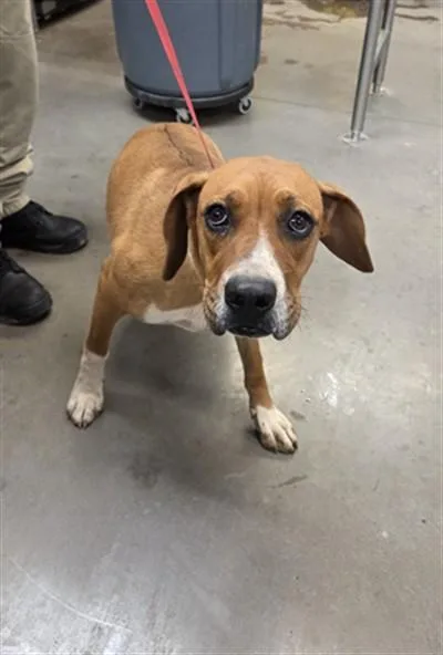 A young large-sized female English Coonhound dog named Talia for adoption in Phoenix, AZ