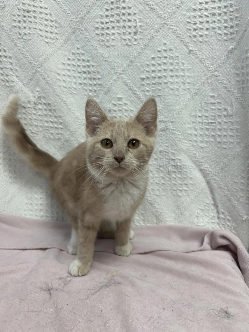 A baby medium-sized male Buff & White Domestic Short Hair cat named Logan for adoption in Waterloo, IA