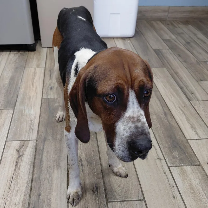 An adult medium-sized male White / Cream Treeing Walker Coonhound dog named Hank for adoption in Henderson, KY