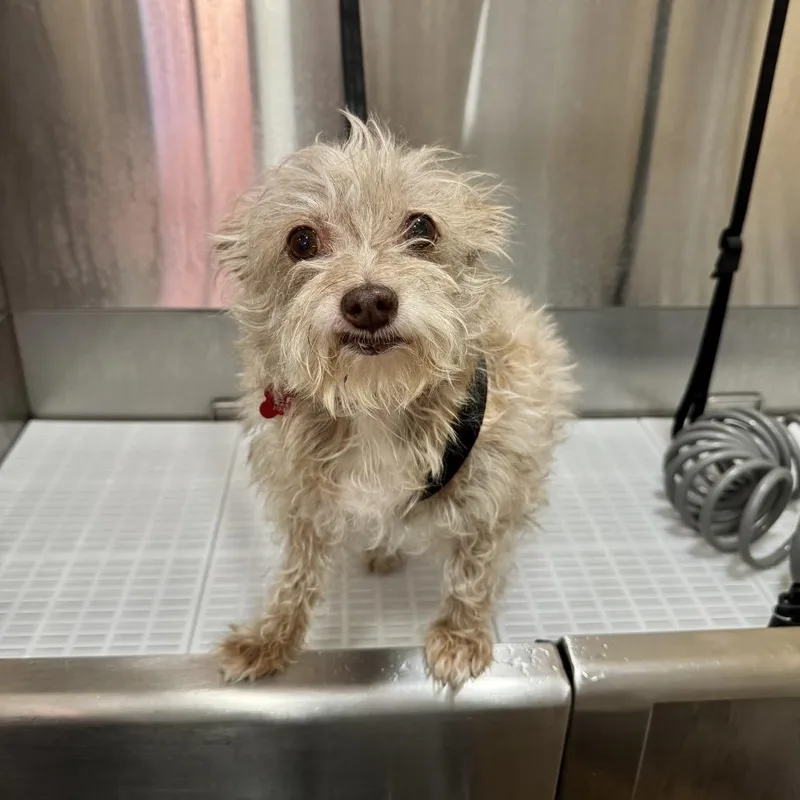 A senior small-sized male Terrier dog named Felix for adoption in Agoura Hills, CA