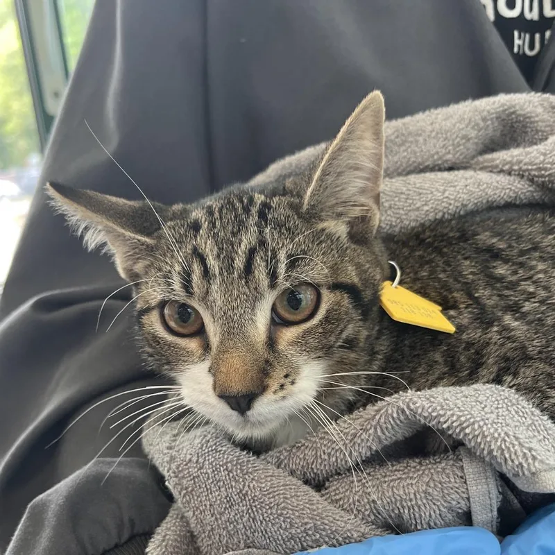 A baby medium-sized male Brown / Chocolate Domestic Short Hair cat named Plum Island for adoption in Springfield, MA