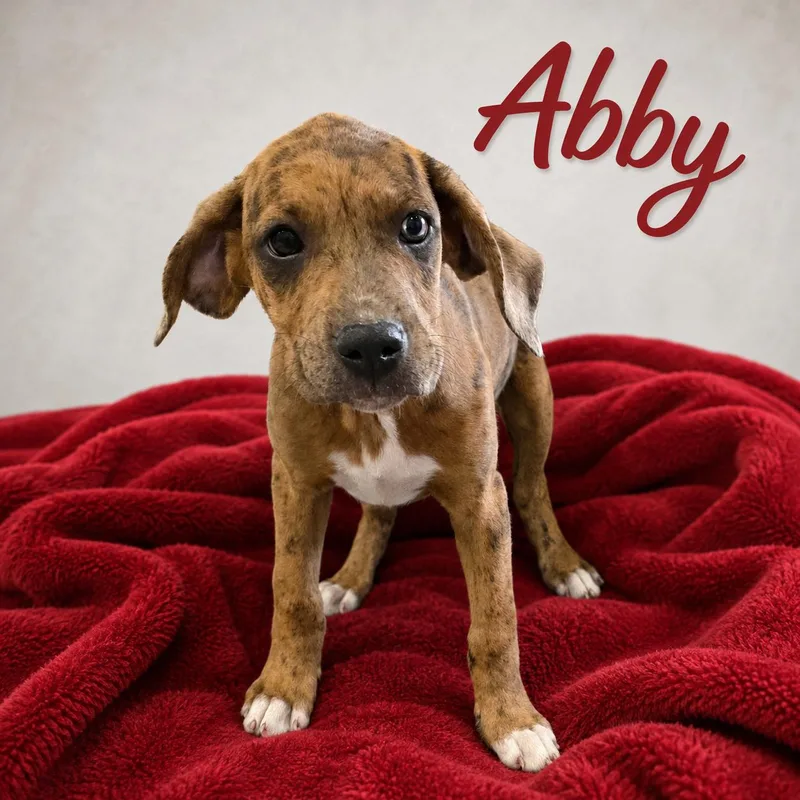 A baby medium-sized female Merle (Red) Boxer dog named Abby for adoption in Momence, IL