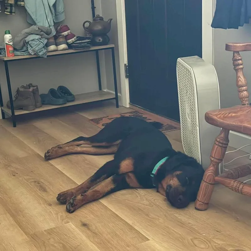 An adult large-sized female Black Rottweiler dog named Naomi for adoption in Wichita, KS