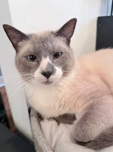 A young medium-sized male Seal Point Siamese cat named Paxley for adoption in Philadelphia, PA