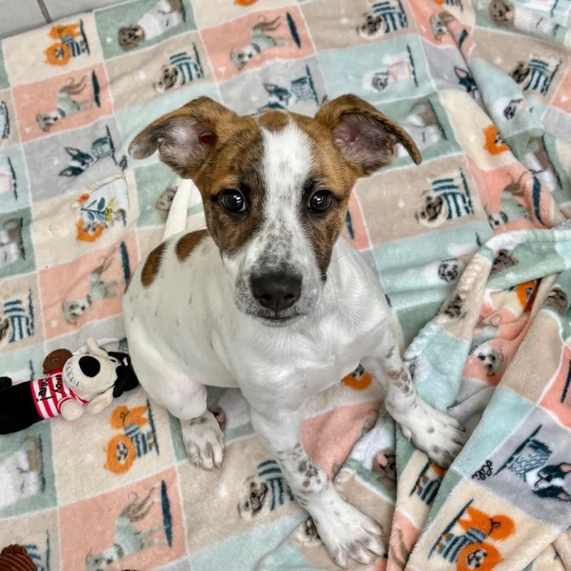A baby small-sized male Black Mixed Breed dog named Banana Nut for adoption in Wantagh, NY
