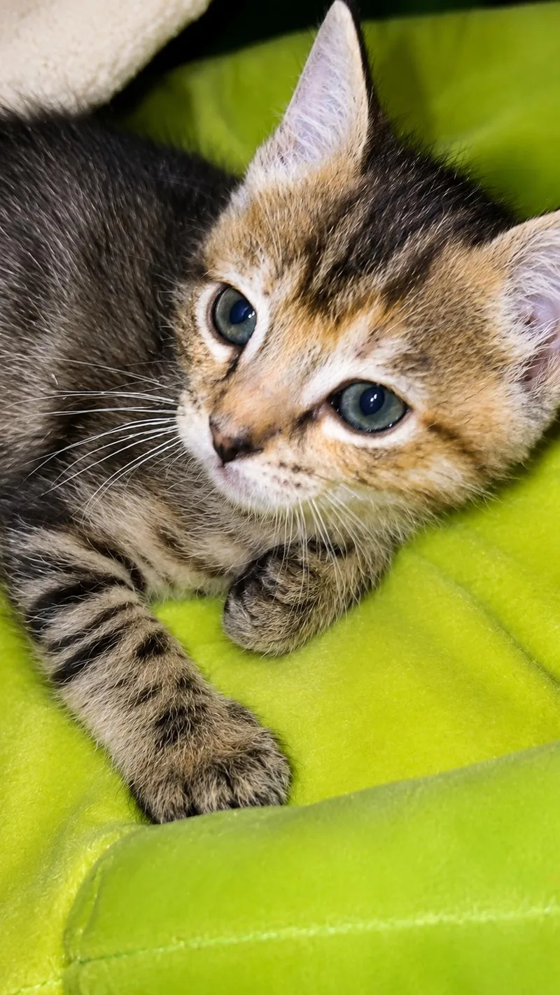 A baby medium-sized female Tabby (Gray / Blue / Silver) Tabby cat named Templeton R for adoption in Fresno, CA