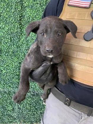 A baby small-sized male Black German Shepherd Dog dog named 60814705 for adoption in El Paso, TX