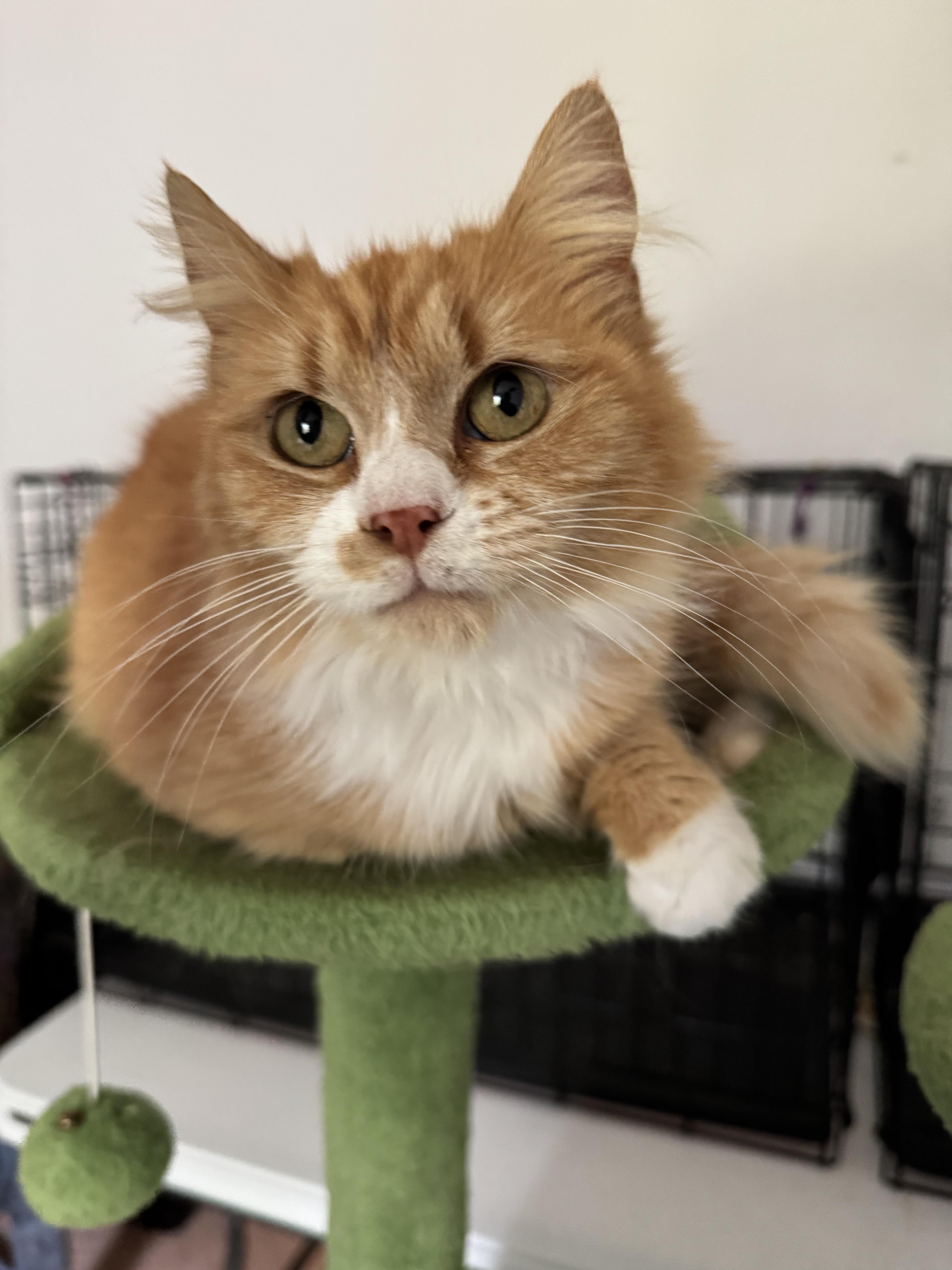 Buttercup thumbnail 2