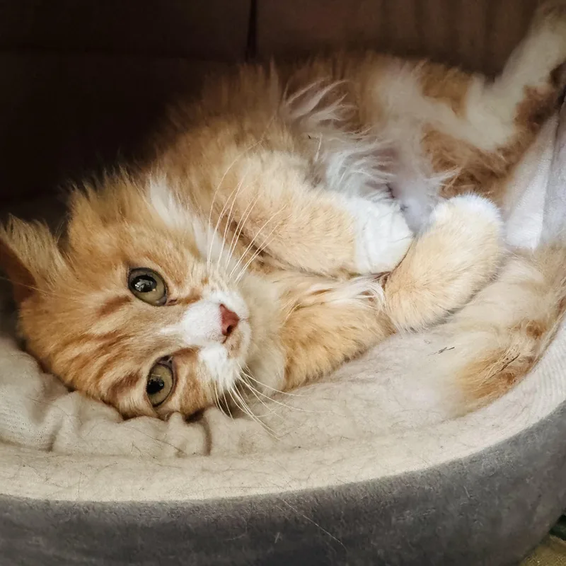 Buttercup thumbnail 3