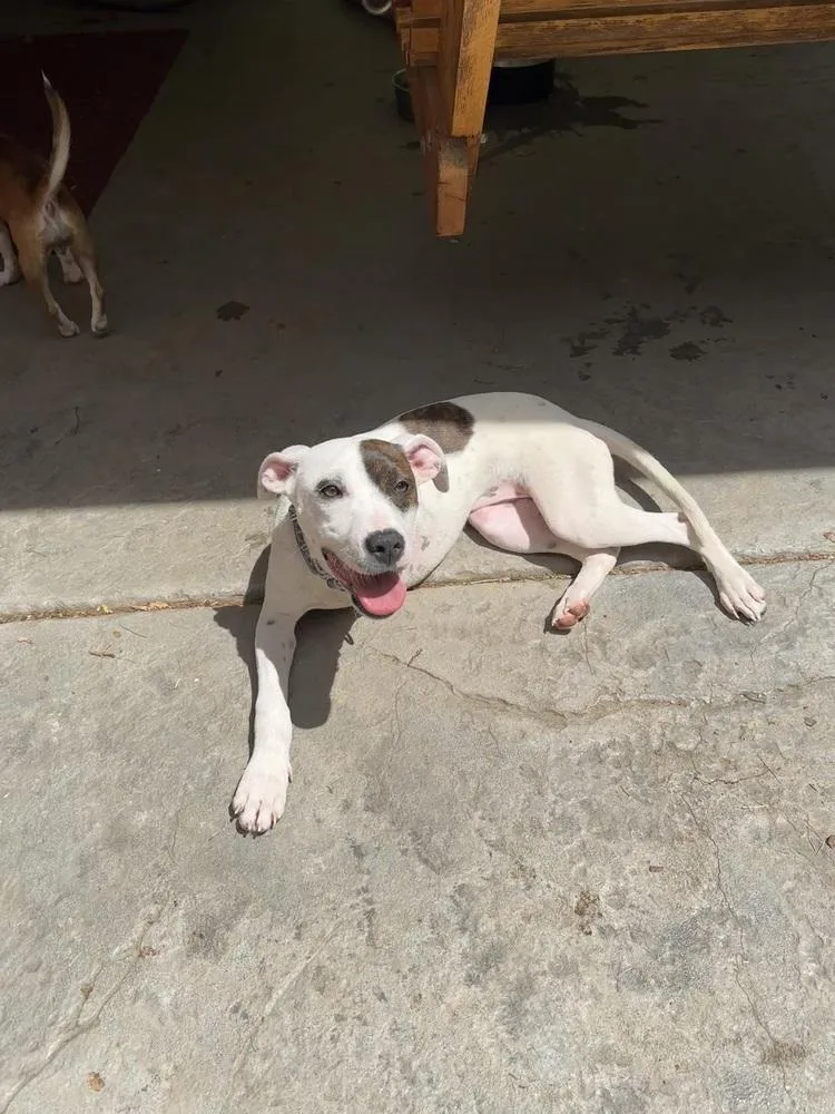 A baby medium-sized female Mixed Breed dog named Blanche for adoption in Pottstown, PA