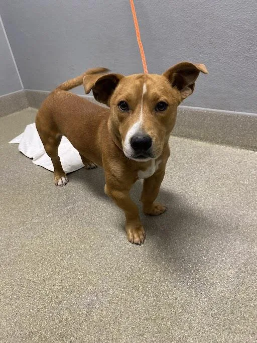 A young medium-sized male Basset Hound dog named Buster for adoption in Las Vegas, NV