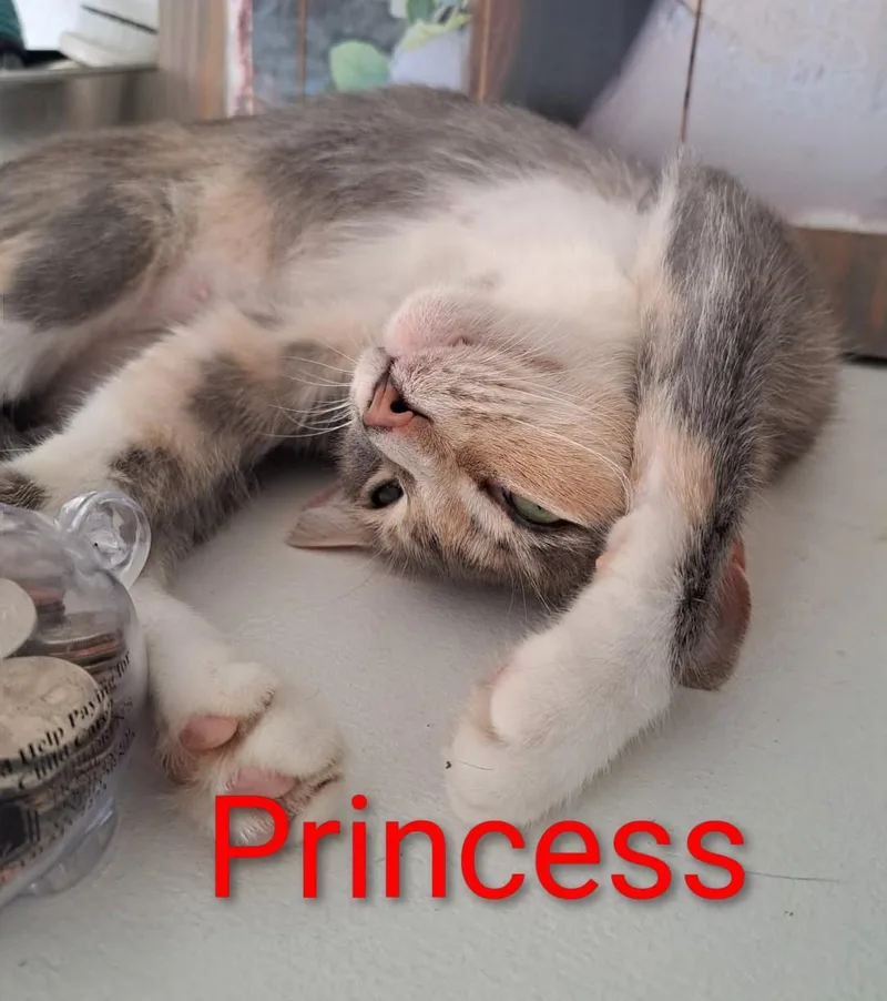 Princess thumbnail 4