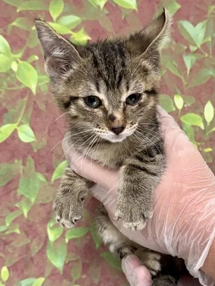 A young small-sized male Domestic Short Hair cat named Hawaiian Tropic for adoption in San Antonio, TX