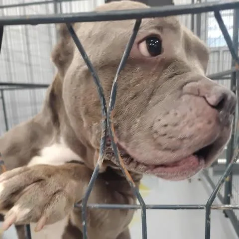 An adult medium-sized female Gray / Blue / Silver American Bully dog named Gypsy for adoption in Dover, AR